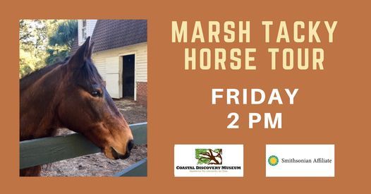 Marsh Tacky Horse Tour