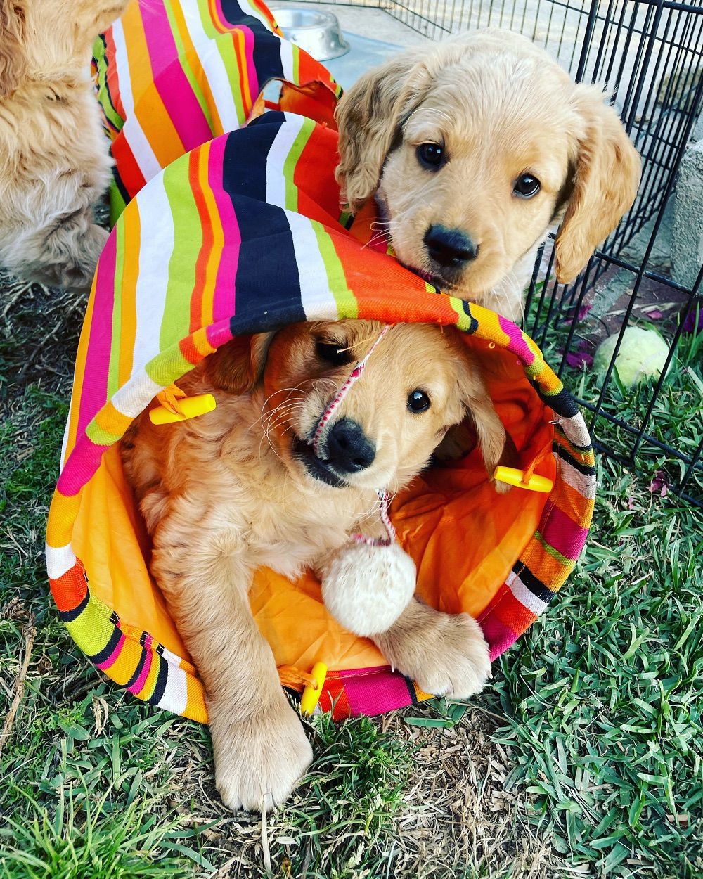 Tiny Goldens Reunion 