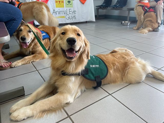 Free Eye Exams for Service Animals