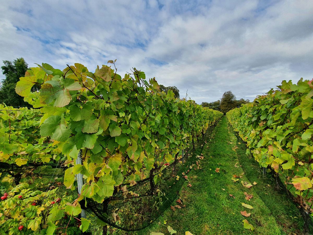 HIKE 14KM Garden of England Meopham Valley and the Vine fields of Kent