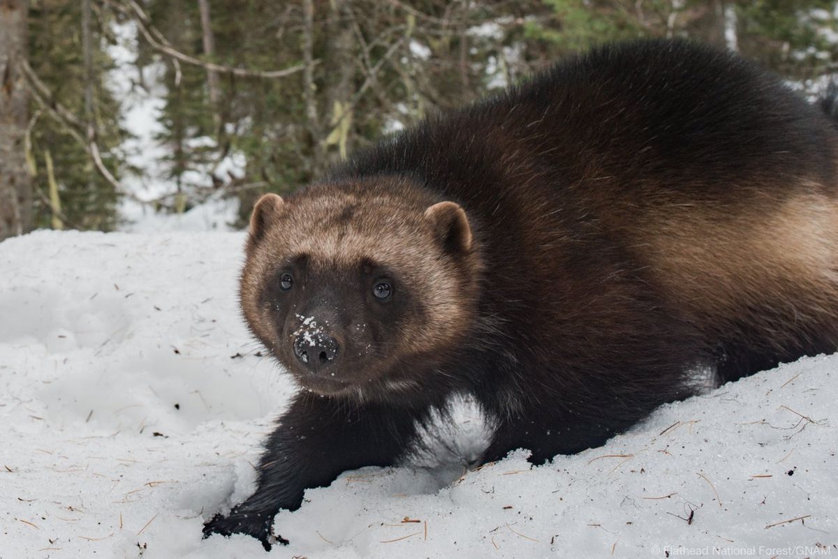 Cartography Comes Alive - 10 years of Monitoring Elusive Carnivores in the Southwest Crown