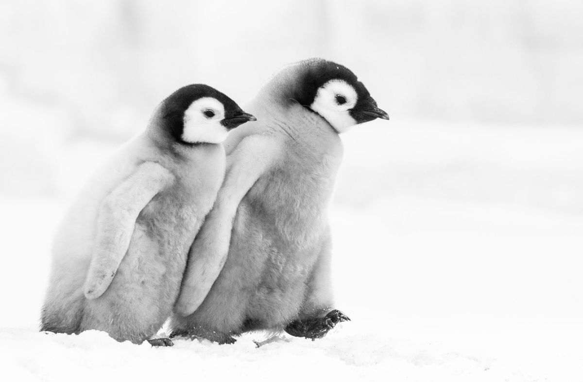 Emperor Penguin Chicks Graphite Pencil Drawing Class