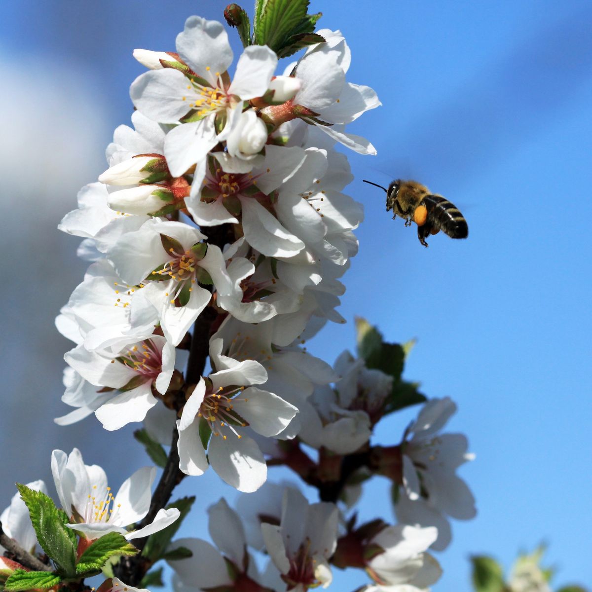 Intro to Beekeeping Seminar 