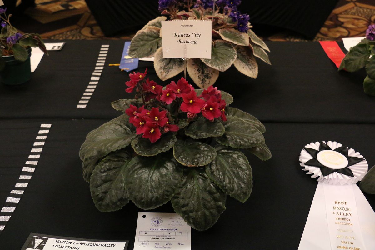 Missouri Valley African Violet Council Fall Convention and Show