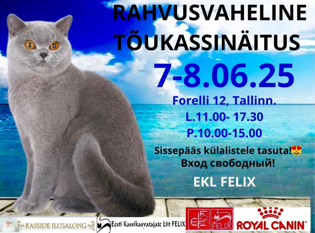 WELCOME TO 244 and 245 INTERNATIONAL CAT SHOWS IN ESTONIA TALLINN , FELIX IN June 07 -08th Drive in