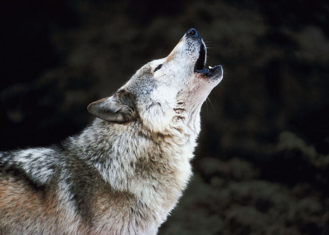 Wolf Research at Shawanaga First Nation