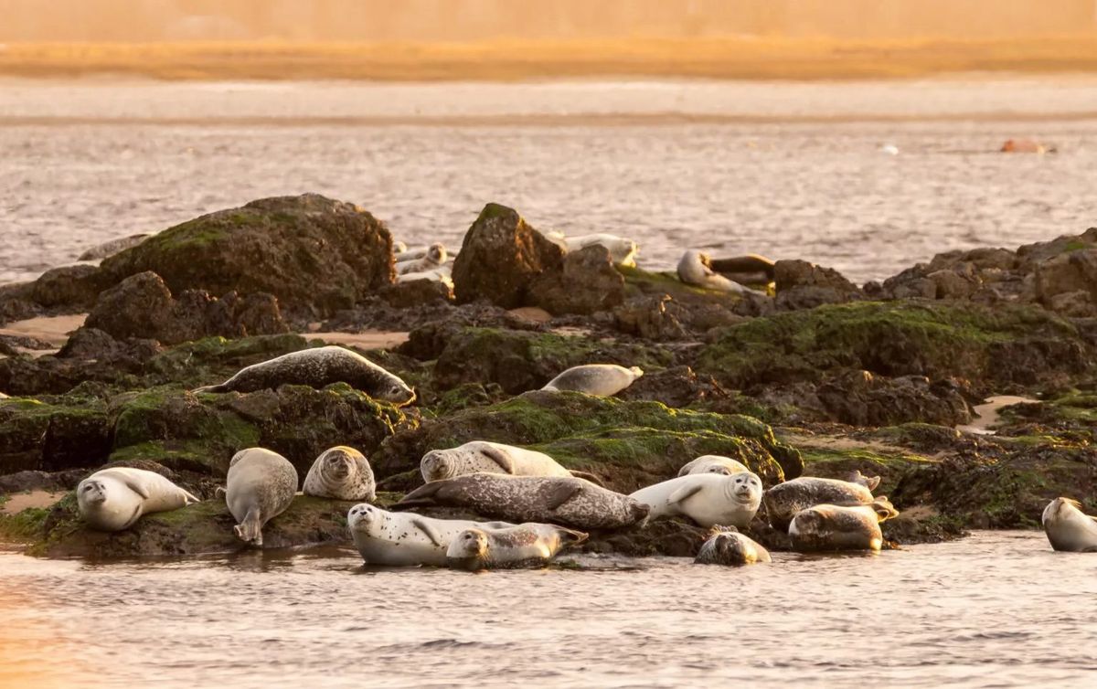 Seacoast Science Center's Marine Mammal Rescue Team and Harbor Seal Pupping Season