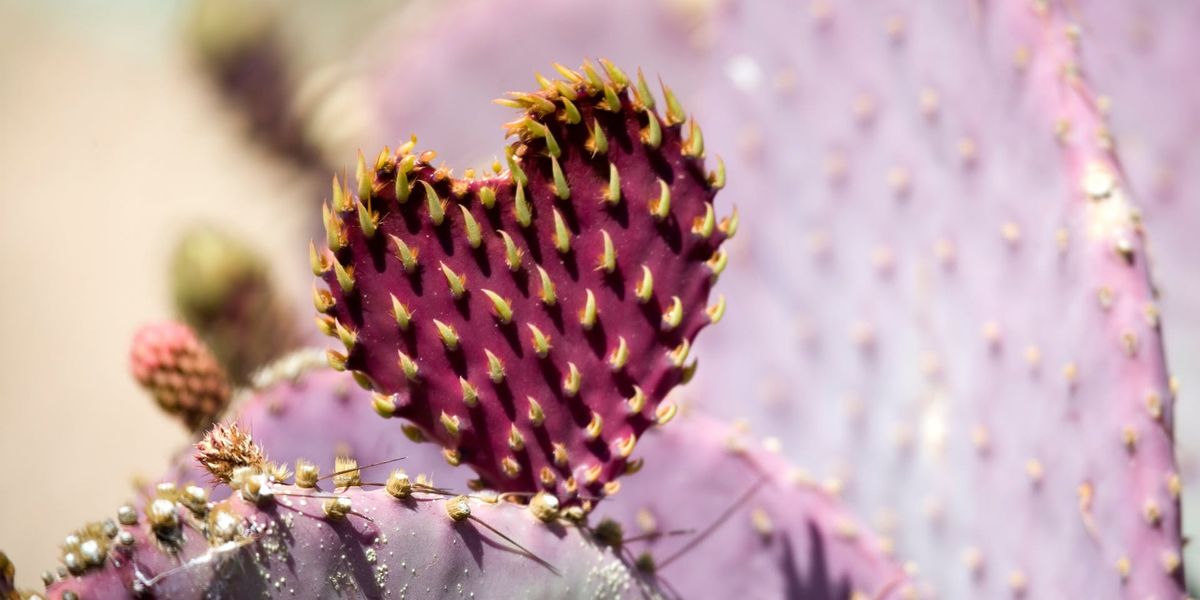 Adult Night Hike: Bawdy Botany