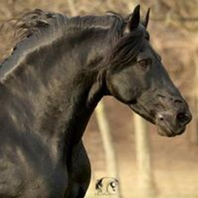 Transitions Equestrian Center