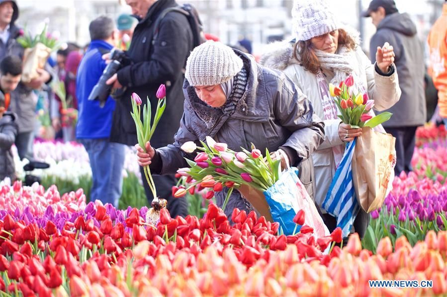 National Tulip Day - Free Tulips for Everyone