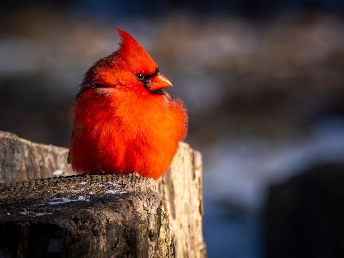 Second Saturday Bird Walk