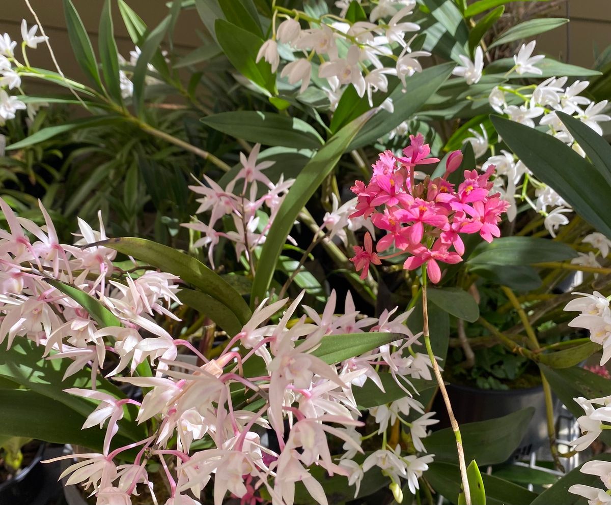 Newcastle Orchid Society Spring Show