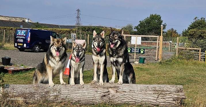 Fun Agility (Evening) Classes with Uli Dog Training (6 weeks) (April start)