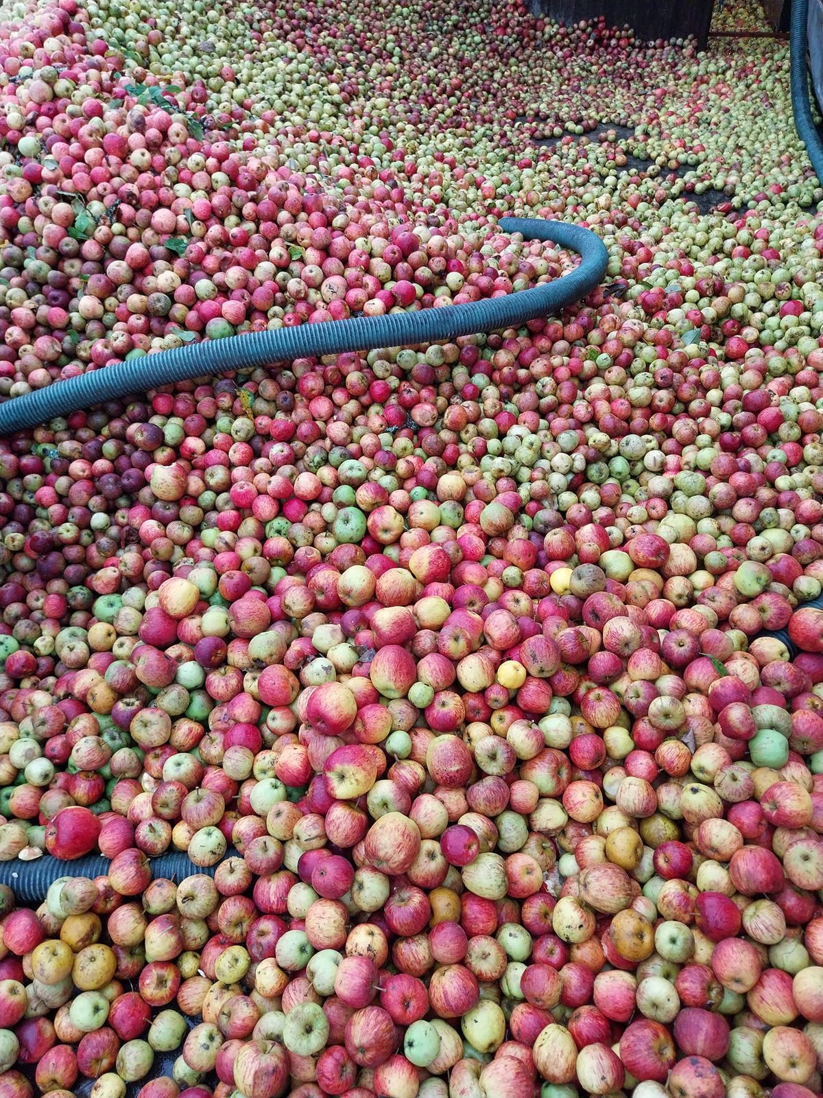 Apple Day! at Dorset Nectar Cider Farm