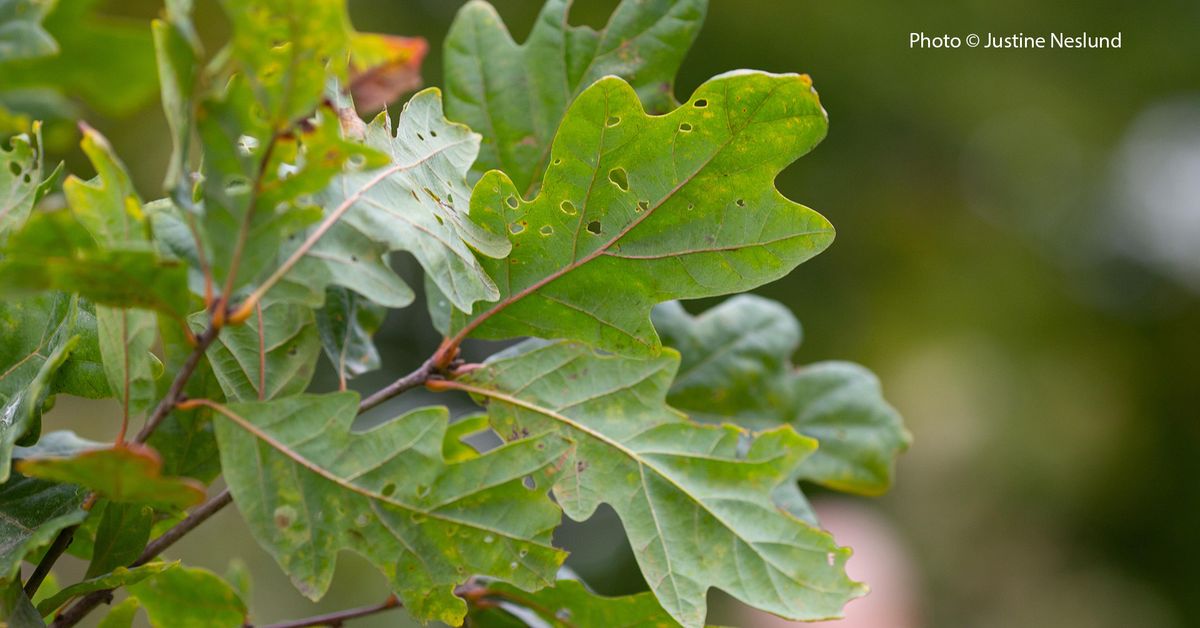 OAKtober Celebration: Native Tree and Shrub Sale