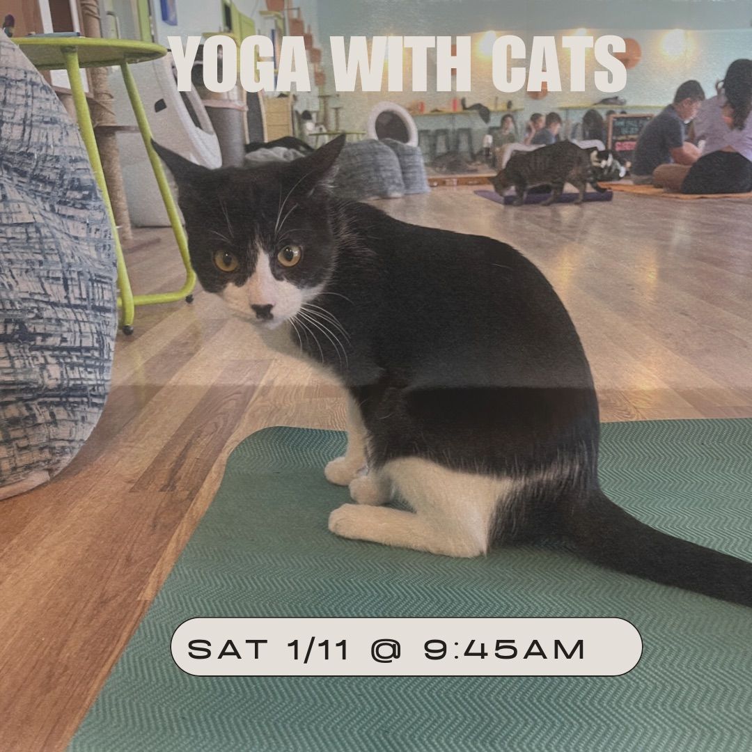 Yoga with Cats