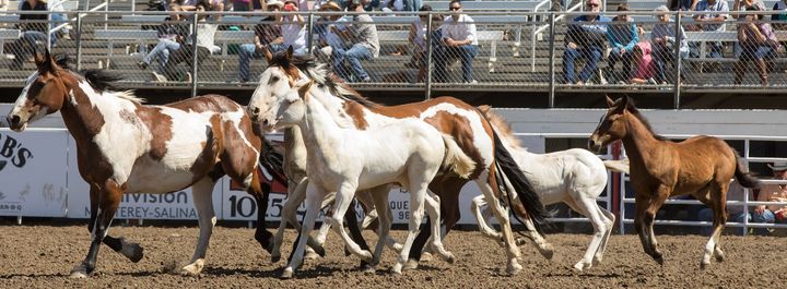 California Rodeo Salinas, Salinas Sports Complex, 23 September to 26 ...