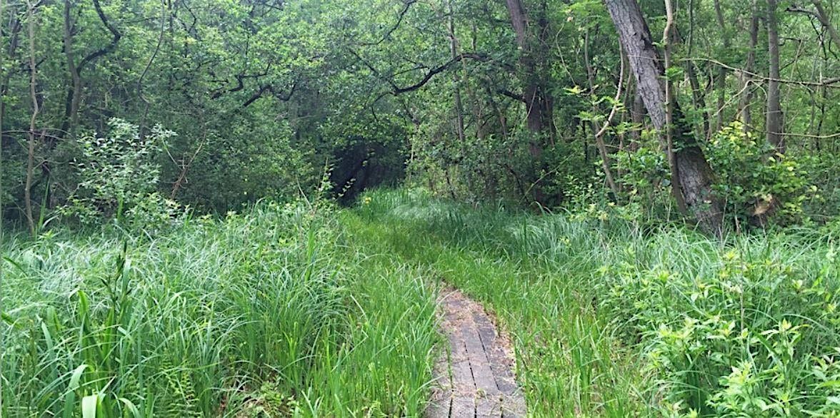 Winter at Upton Broad and Marshes - a free guided walk