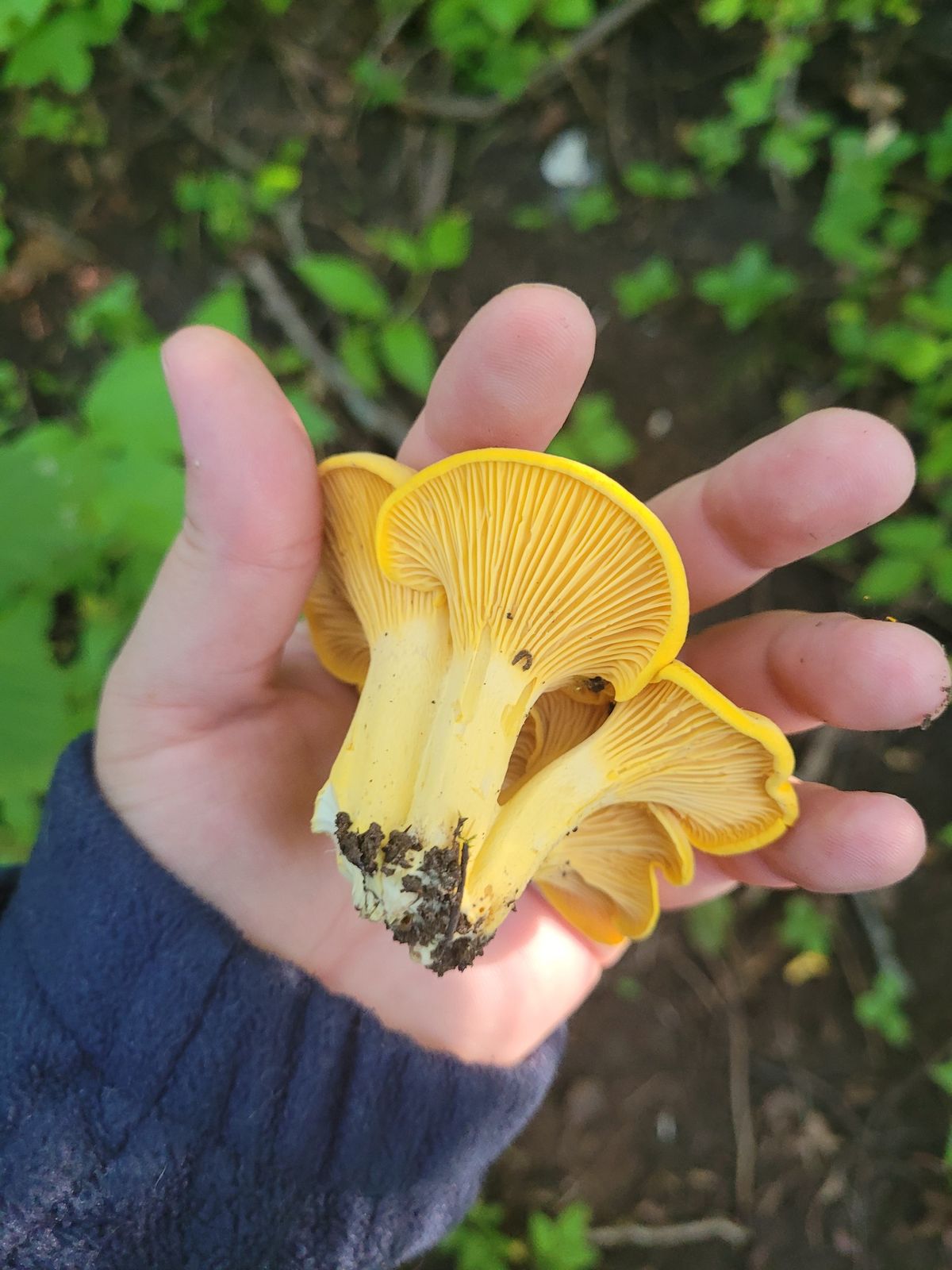 Wild Mushrooms 101