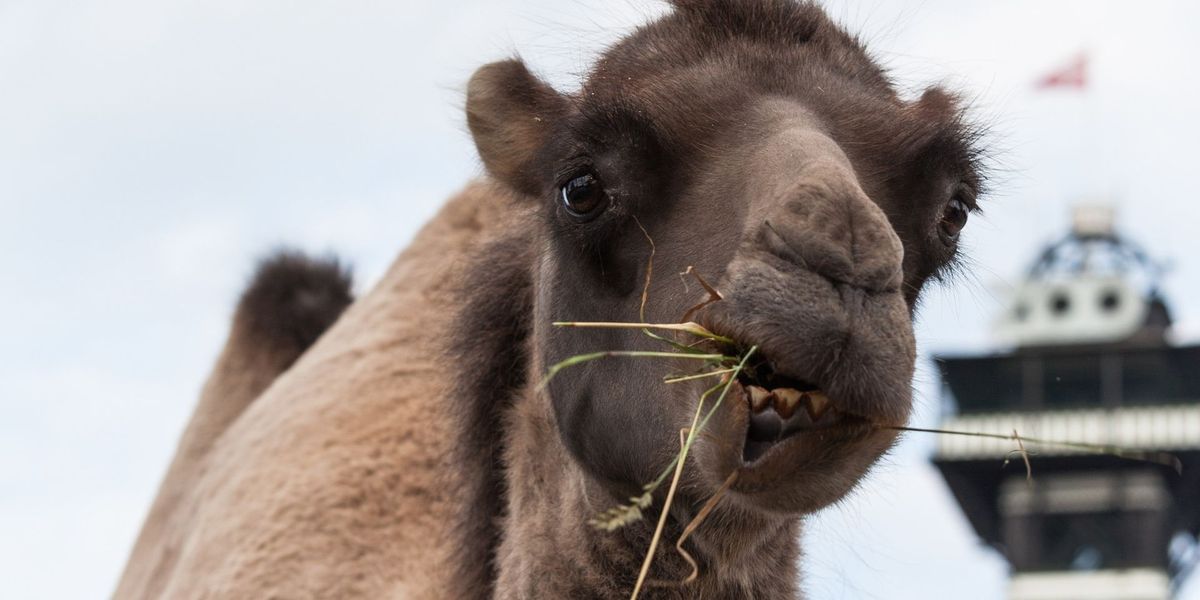 Zoologisk Have efter lukketid \ud83d\udc18\ud83e\udd92\ud83d\udc12\ud83d\udc05