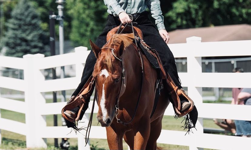 Fuzzy Wuzzy Open Horse Show