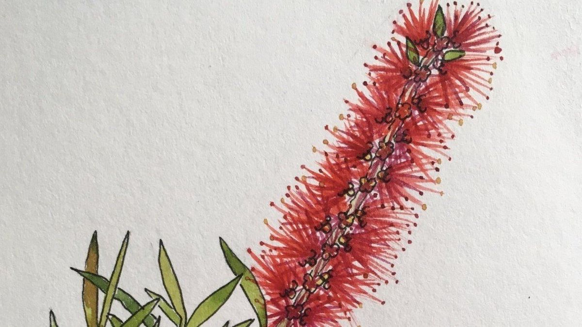 Australian Wildflower in Watercolour