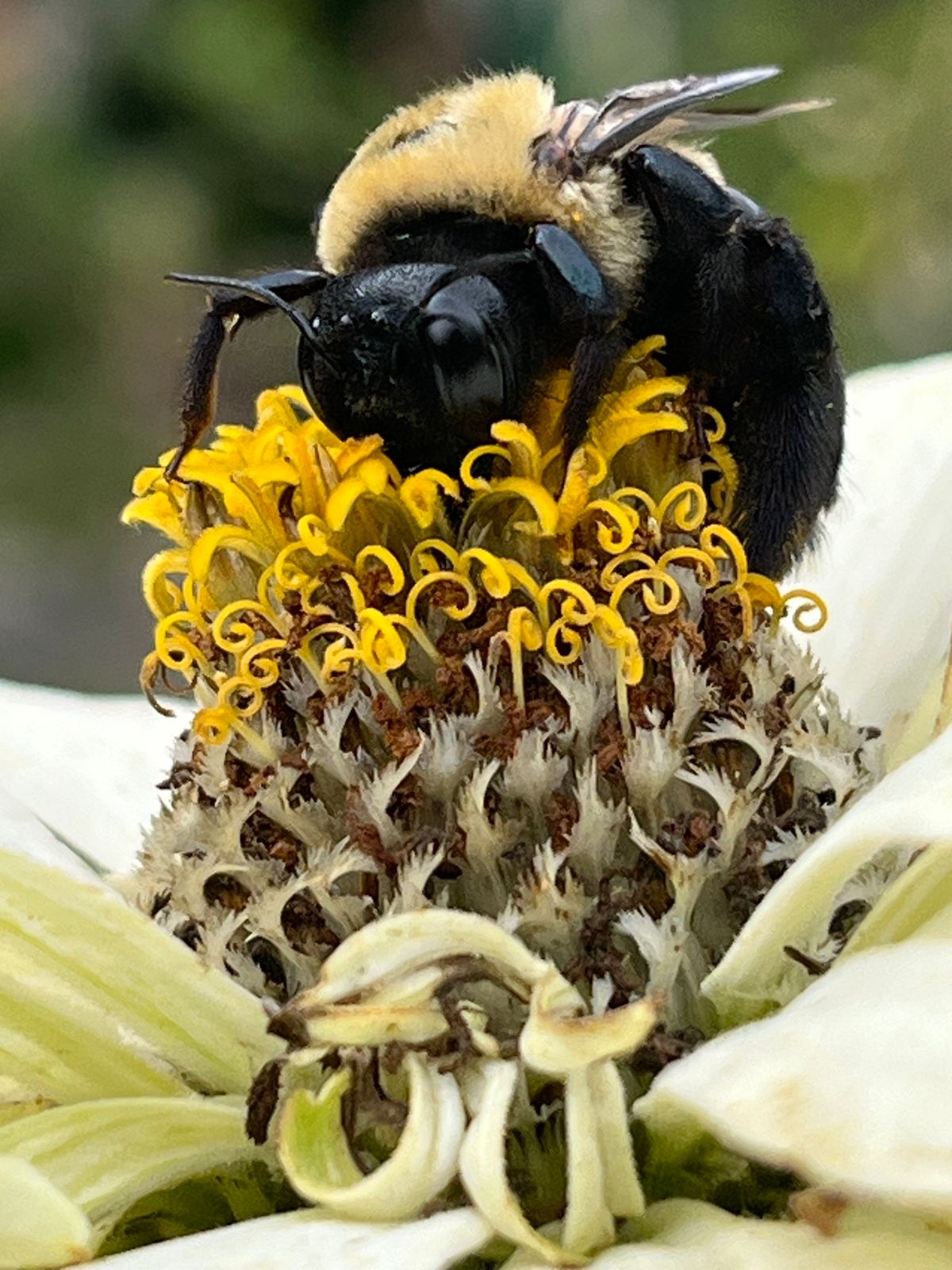 Gardening for Native Pollinators