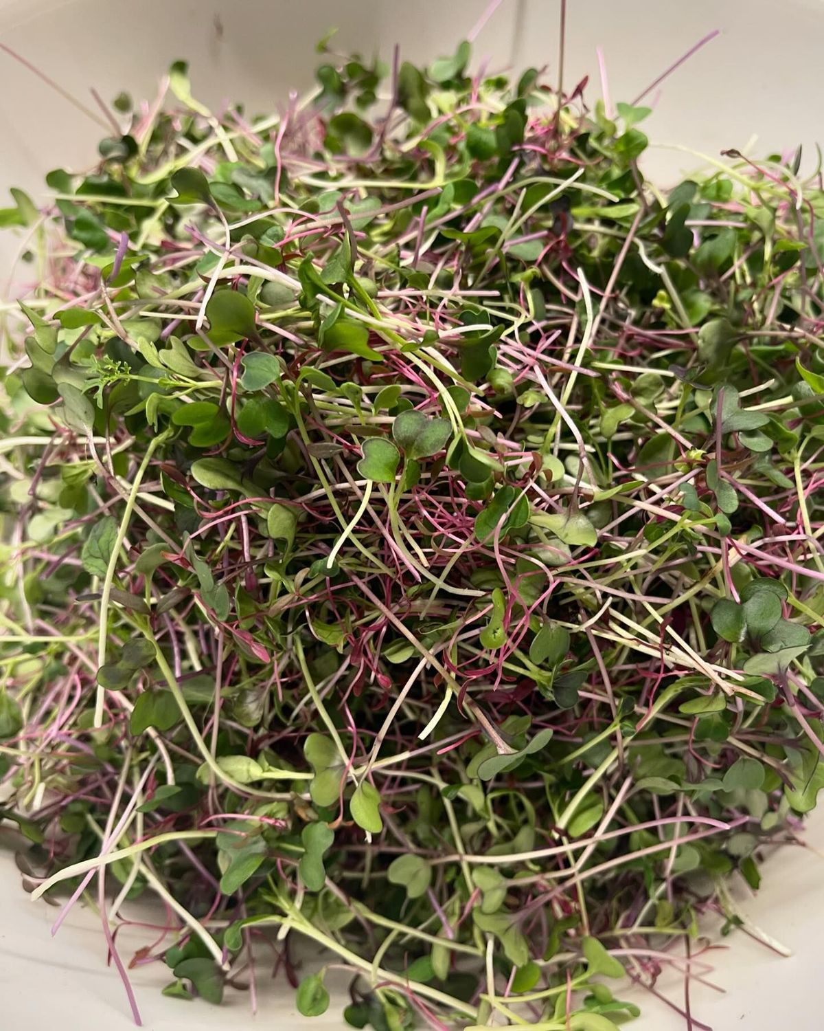 Microgreens: A Beneficial Nutrient 