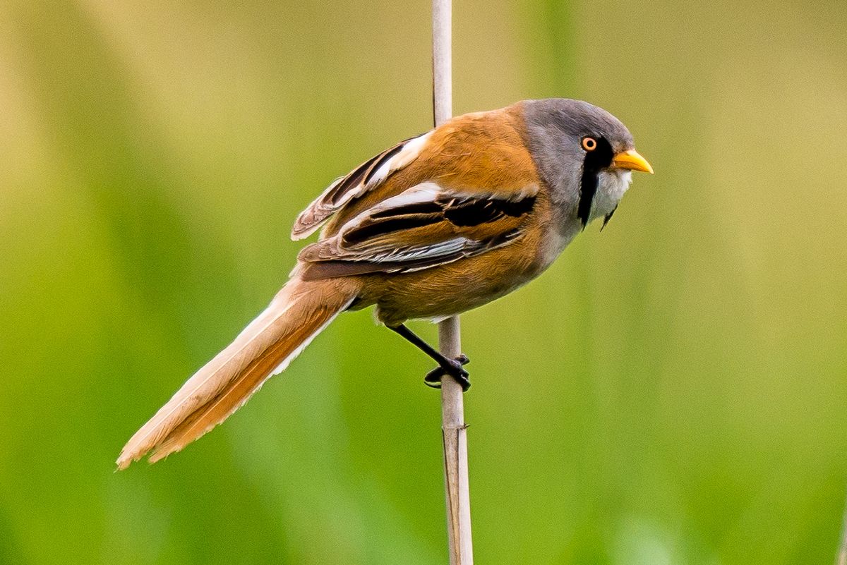 Monthly Talk - RSPB Rainham Marshes