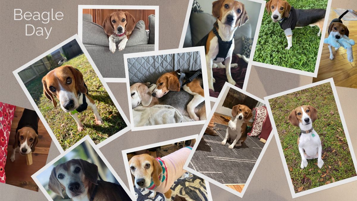 NC Beagle Day