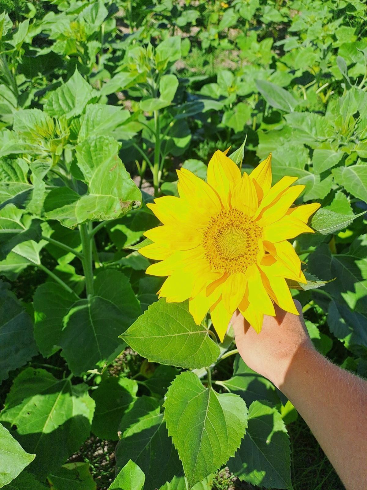 SUNFLOWER FIELD OPEN DAYS