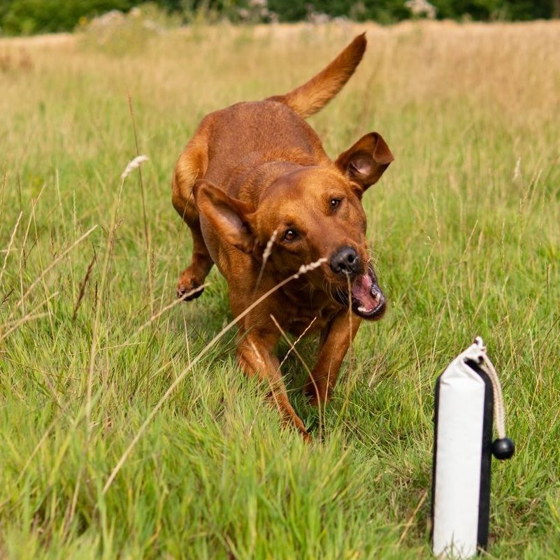 Beginners Gundog Course 2025\/1