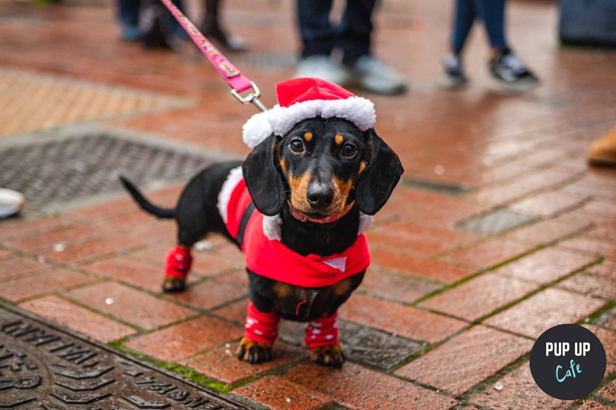 Manchester - Dashing Dachshund Christmas Tour \ud83c\udf84