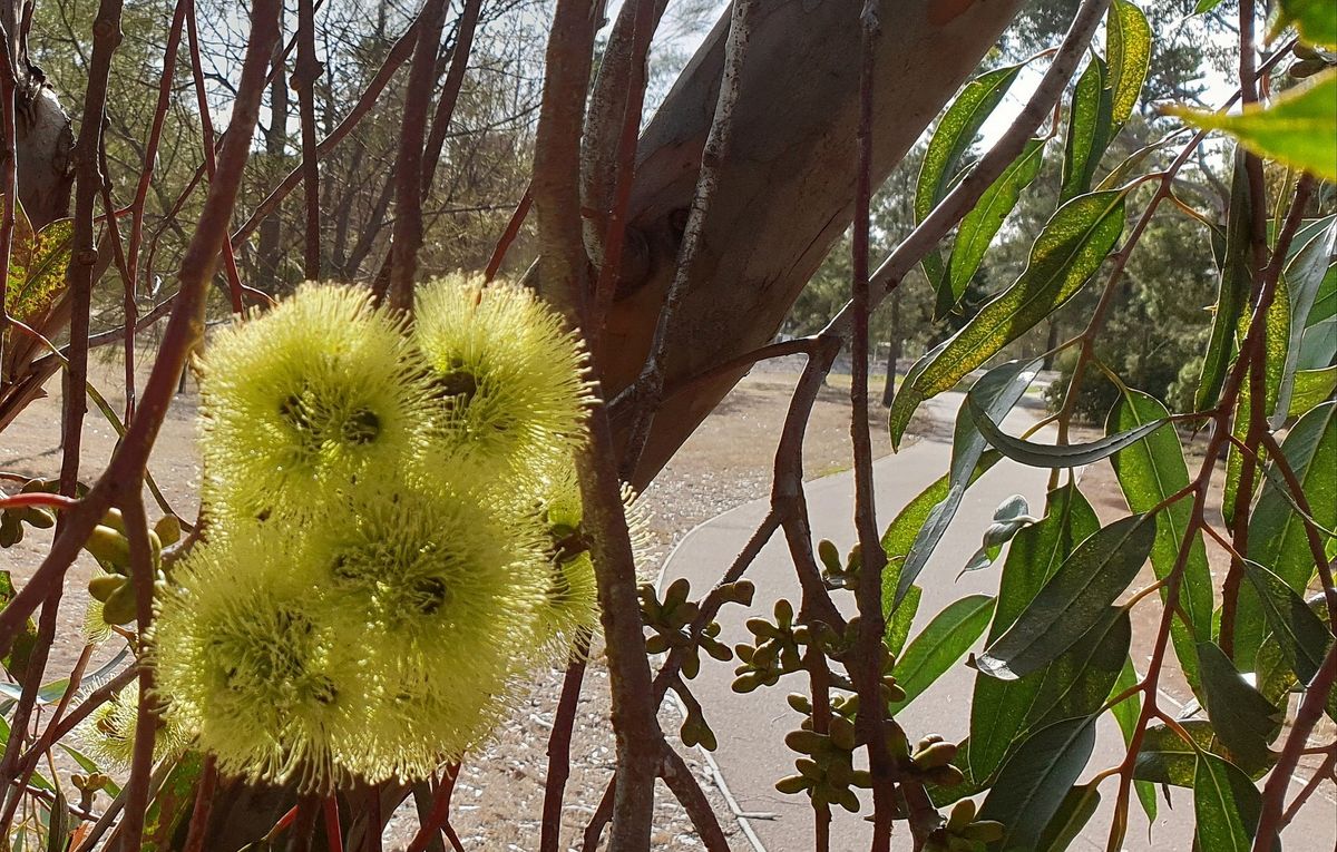 Guided Walk - North Adelaide's Parks 3, 4 and 5