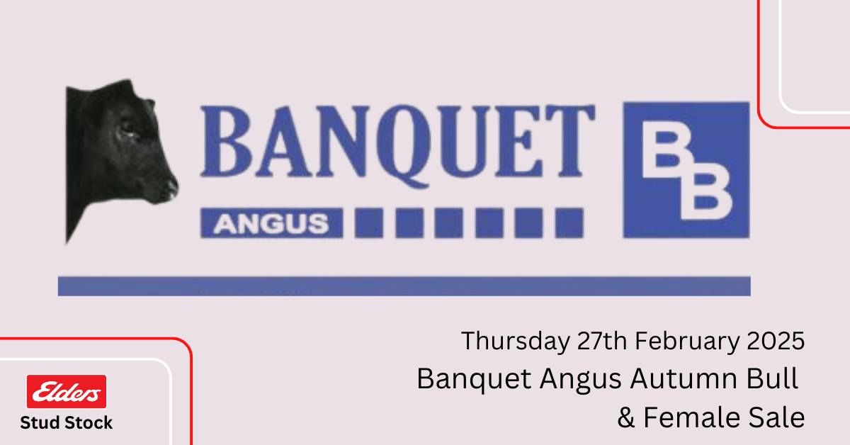 Banquet Angus Autumn Bull and Female Sale