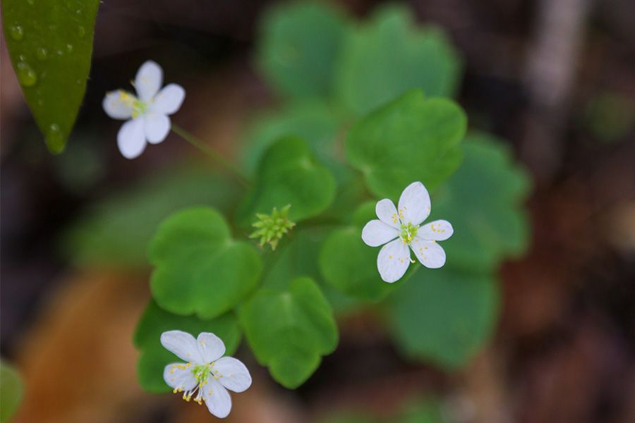 Spring Wildflowers of Upland Deciduous Forests of Georgia