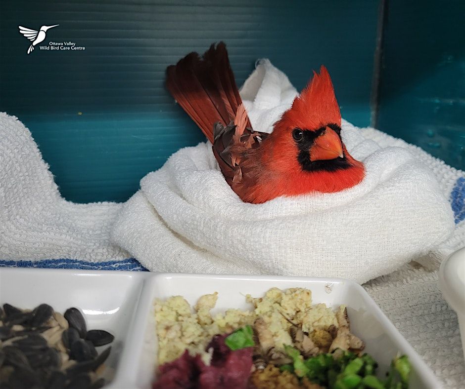 Let's talk BABY BIRDS! With Patty from Wild Birds Unlimited
