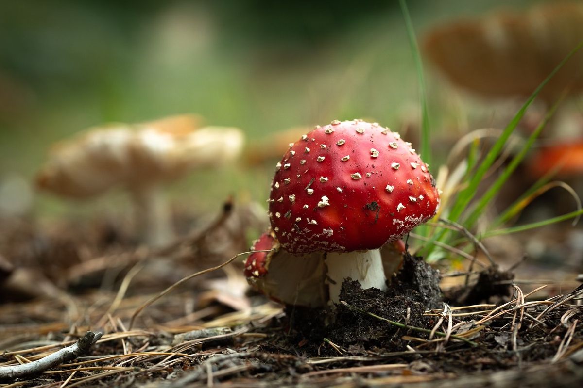 Fungal foray at Balgay Hill, Dundee DD2 2JQ