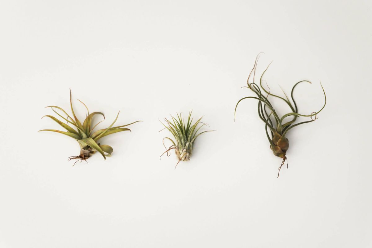 Air Plant Ornaments 