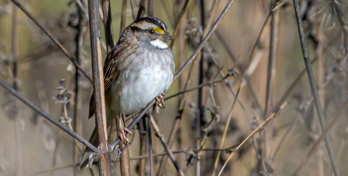 Fall Bird Walk