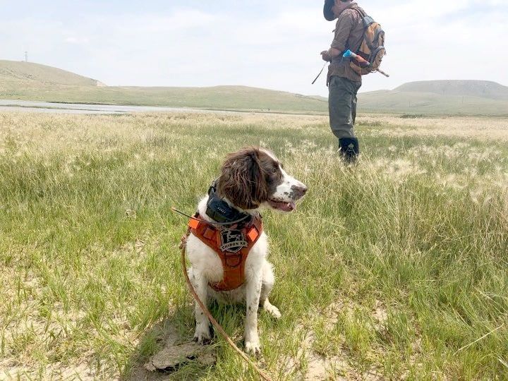 Conservation Detection Dogs - seminarium z Paul'em Bunker (Chiron K9 LLC, USA)