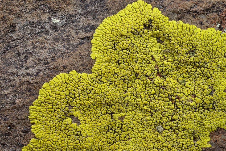 Lichens: What They Are and Where They Grow