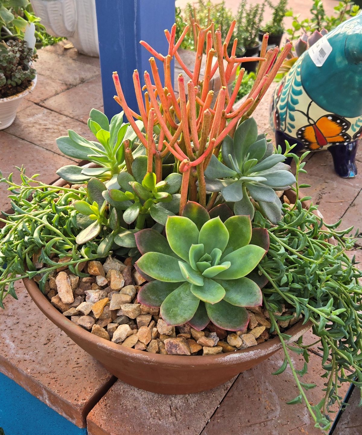 Create Beautiful Succulent Pots