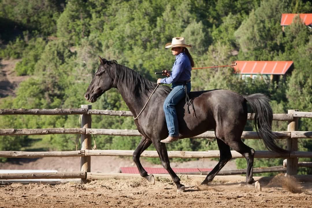 Gaited Horse Clinic 