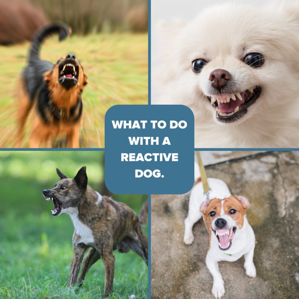 A weekend workshop on Over reactive dogs