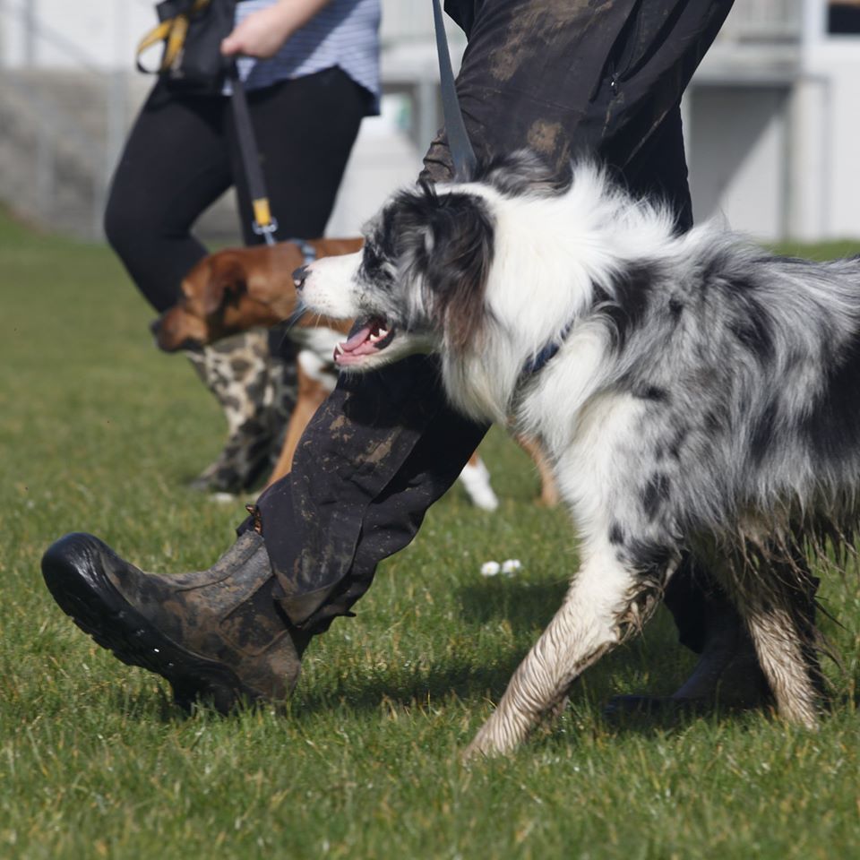 Basic Manners: 6 sessions Group Class $170. For adolescent dog which are People & dog Friendly.