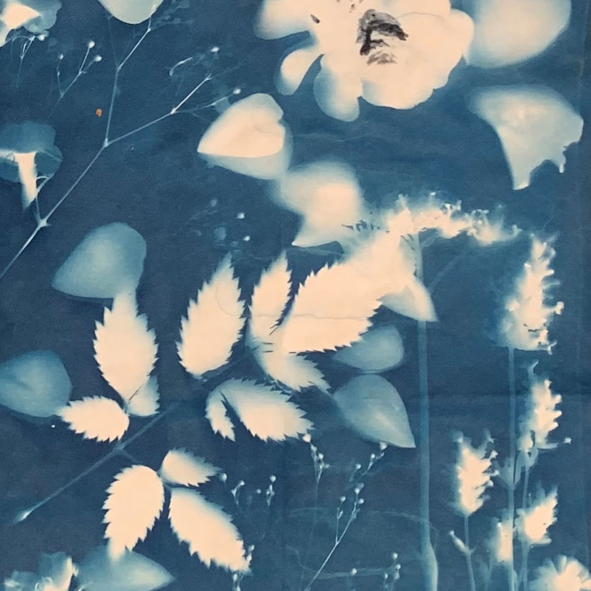 Cyanotype at Gamble Garden