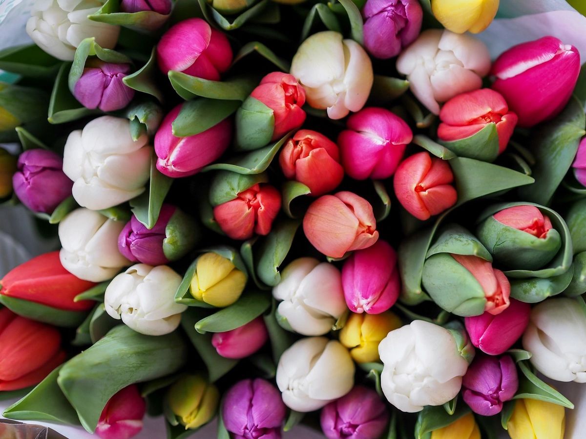 \ud83c\udf37Tulip Fest-Celebrate Spring in Color!\ud83c\udf37