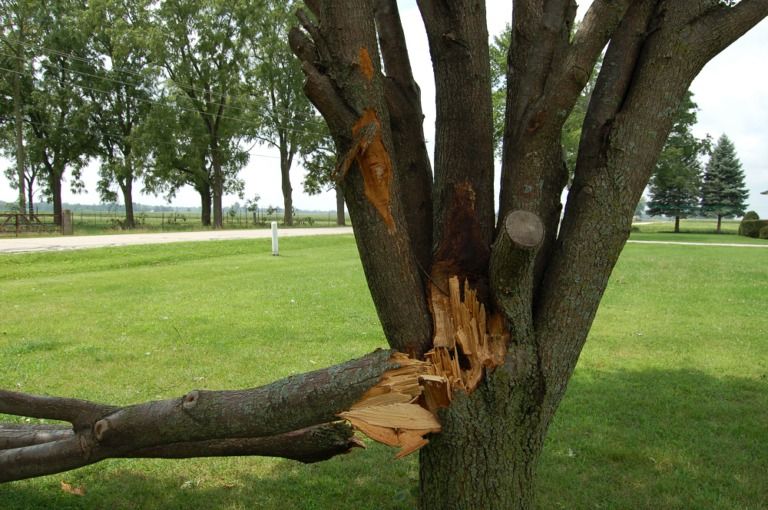 Pruning to Protect and Repair Storm Damage