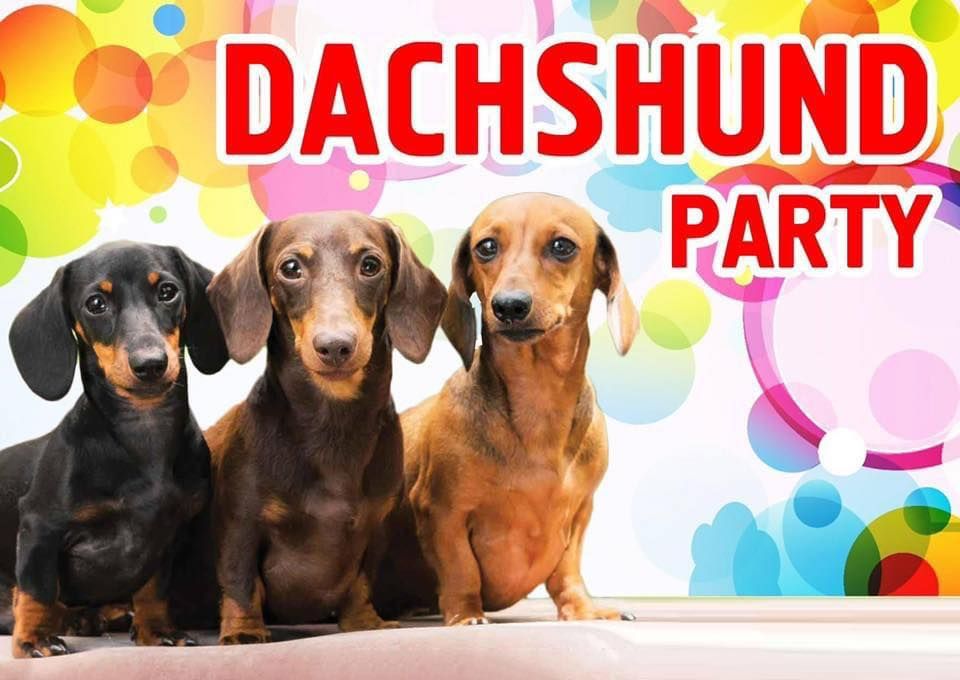 Dachshund Party at Rupert's